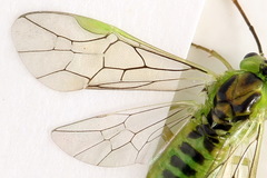 Euura dispar