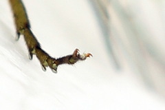 Euura dispar