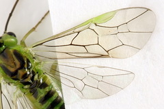 Euura dispar