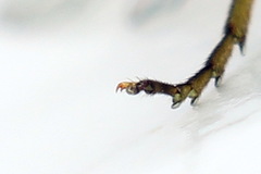Euura dispar