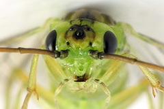 Euura dispar