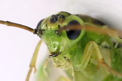 Euura dispar