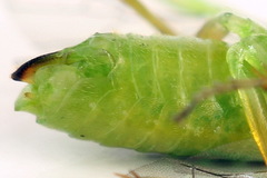 Euura dispar