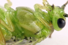 Euura dispar