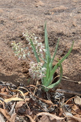 Ledebouria inquinata
