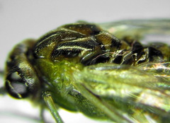 Euura dispar