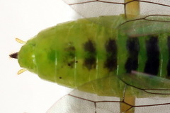 Euura dispar