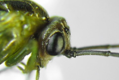Euura dispar