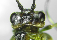 Euura dispar