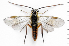 Euura dispar