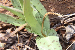 Ledebouria inquinata