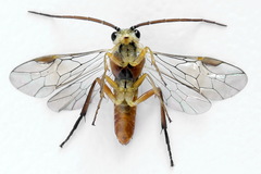 Euura dispar