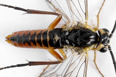 Euura dispar