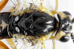 Euura dispar