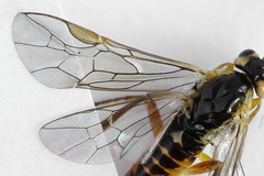 Euura dispar