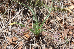 Ledebouria inquinata