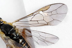 Euura dispar
