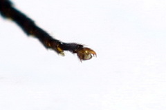 Euura dispar