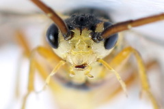 Euura dispar