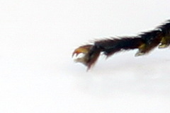 Euura dispar