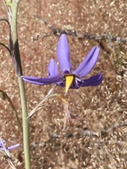 Conanthera bifolia