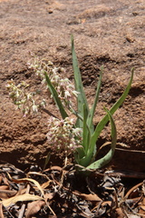 Ledebouria inquinata