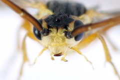 Euura dispar