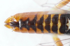 Euura dispar
