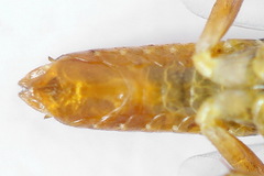 Euura dispar