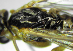Euura dispar