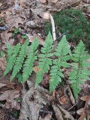 Dryopteris carthusiana