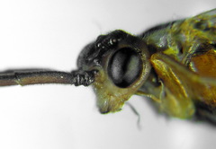 Euura dispar