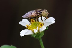 Eristalinus obliquus