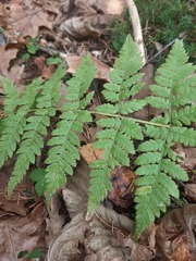 Dryopteris carthusiana