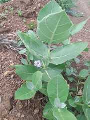 Calotropis procera