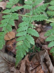 Dryopteris carthusiana