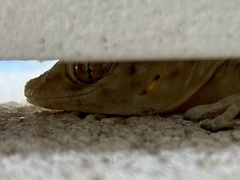 Ptyodactylus guttatus