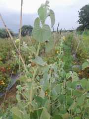 Abutilon