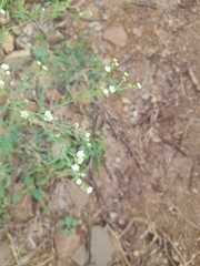 Parthenium hysterophorus