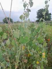 Abutilon