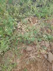 Parthenium hysterophorus