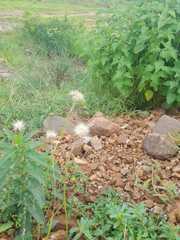 Tridax procumbens
