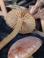 Tubariaceae