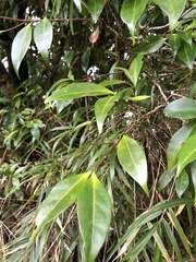 Microtropis yunnanensis