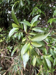 Microtropis yunnanensis