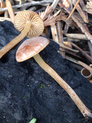 Tubariaceae