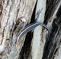 Cryptoblepharus pulcher
