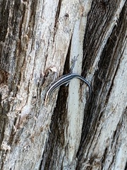 Cryptoblepharus pulcher