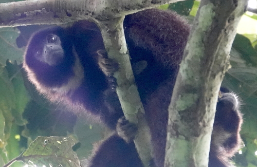 Yellow-handed Titi