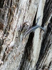 Cryptoblepharus pulcher